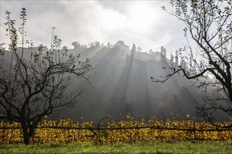 Autumn atmosphere, morning sun over vineyard in the fog, backlight shot, St. Andrä-Höch, Sausal,