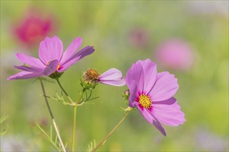 Flower fields grown to protect insects in a village