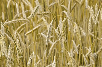 Rye grain field before the harvest