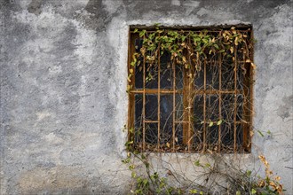 Closed abandoned metal glass window covered with foliage on a wall