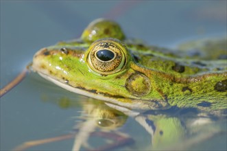 Marsh frog (Rana ridibunda) in a pond in spring. France