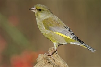 Greenfinch (Carduelis chloris) on a tree branch in winter. Alsace, France, Europe