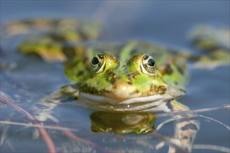 Marsh frog (Rana ridibunda) in a pond in spring. France