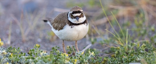 Little Ringed Plover, Little Ringed Plover, (Charadrius dubius), plover family, biotope, foraging,