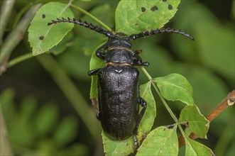 Tanner Beetle (Prionus coriarius) placed on the leaves of a shrub in the forest. Alsace, France,