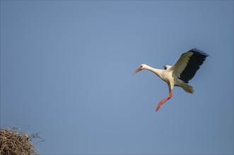 White stork arriving at the nest in flight. Alsace, France, Europe