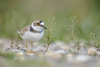 Little Plover (Charadrius dubius) in the gravels on the banks of the Rhine. Bas-Rhin, Collectivite