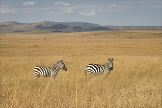 Two plains zebras (Equus quagga) in the open grassland of the Masai Mara, Kenya, Africa