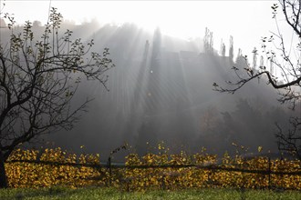 Autumn atmosphere, morning sun over vineyard in the fog, backlight shot, St. Andrä-Höch, Sausal,