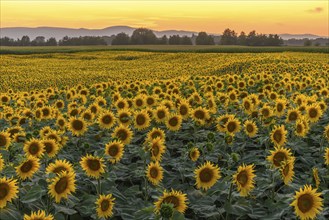 A background with sunflowers in a summertime evening