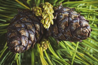 Top view of two cones of evergreen Siberian dwarf pine (Pinus Pumila) . Closeup natural floral