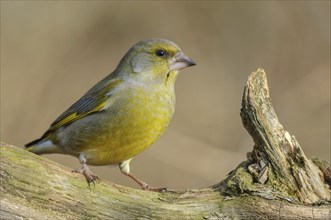 Greenfinch (Carduelis chloris) on a tree branch in winter. Alsace, France, Europe