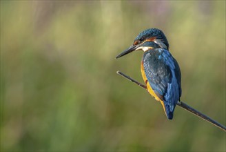 Kingfisher perched on a branch above the water of a pond