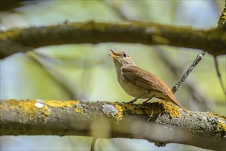 The nightingale sings, having opened a beak, sitting on a branch in a nature reserve in the