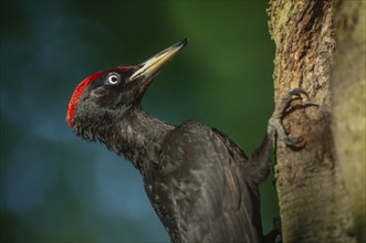 Black Woodpecker (Dryocopus martius) bringing ant larvae to feed her chicks in the nest. Alsace,