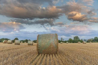 Straw rolls in field of harvested cereals. Alsace, France, Europe