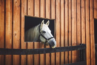 Curious white horses head peaking out of the window at the stables, horse looking out the window.