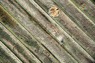 Wooden background surface. Green wood abstract with texture