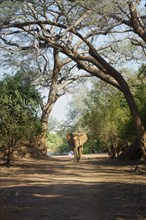 African elephant bull, Loxodonta africana, is walking towards the camera under large trees, forming