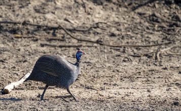 Helmeted guinea fowl (Numida meleagris) runned, Khama Rhino Sanctuary, Botswana, Africa