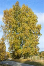 Birch in autumn colors in Snogeholm, Sjöbo municipality, Skåne county, Sweden, Scandinavia, Europe