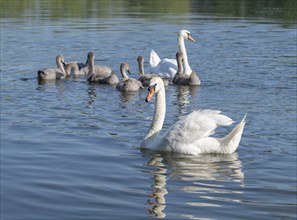 Mute swan (Cygnus olor), adults and juveniles swimming on a pond, Thuringia, Germany, Europe