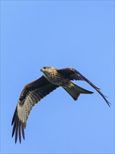 Red Kite, Milvus milvus, bird in flight