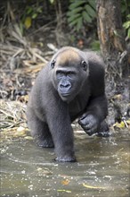 Western lowland gorilla (Gorilla gorilla gorilla) in a river, male animal, Réserve Lésio-Louna