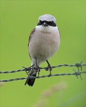 Red-backed shrike (Lanius collurio) standing on a barbed wire, Lower Saxony, Germany, Europe