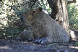 Capybara or capybara (Hydrochoerus hydrochaeris) free-living in the residential area of the