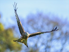 Red Kite, Milvus milvus, bird in flight