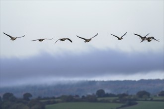 Greylag Goose, Anser anser, birds in flight over marshes at dawn