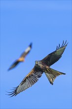 Red Kite, Milvus milvus, bird in flight