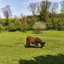 Poitou donkey (Equus asinus), long coat, grazing on a spring meadow, Lügde, Weserbergland, North