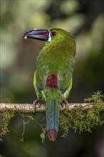 Crimson-rumped toucanet (Aulacorhynchus haematopygus), Mindo Forest Reserve, Mindo, Ecuador, South