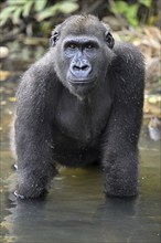 Western lowland gorilla (Gorilla gorilla gorilla) in a river, male animal, Réserve Lésio-Louna