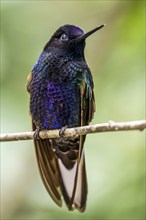 Velvet-purple coronet (Boissonneaua jardini), Mindo Forest Reserve, Mindo, Ecuador, South America