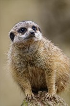 Meerkat (Suricata suricatta), adult, guardian on a hill, vigilant, captive, occurrence southern