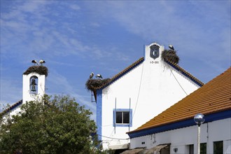 White Storks (Ciconia Ciconia) nesting on top of houses in Comporta city center, Alentejo,