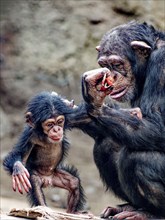 Animal portrait, Western chimpanzee (Pan troglodytes verus) playing with young, captive,