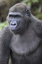 Western lowland gorilla (Gorilla gorilla gorilla), male animal, portrait, Réserve Lésio-Louna