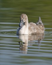 Mute swan (Cygnus olor) young bird swimming on a pond, one leg out of the water in resting