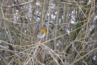 Robin, Winter, Germany, Europe