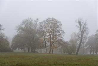 Several trees in a foggy meadow give the picture a calm atmosphere, Magdeburg, Saxony-Anhalt,