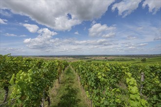 Vineyards near Hüttenbach, Lower Franconia, Bavaria, Germany, Europe