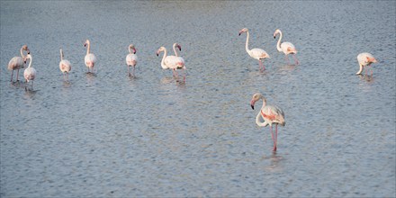 Group of Greater flamingos (Phoenicopterus roseus) in a saline, Tagus Estuary, Lisbon, Portugal,