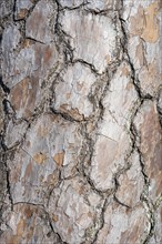 Bark of Scots pine (Pinus sylvestris), full size, Baden-Württemberg, Germany, Europe