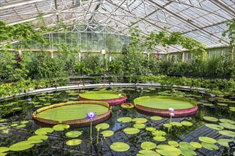 Pond in greenhouse with large water lily pads and blooming flowers, Waterlily House, Royal Botanic