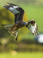 Red Kite, Milvus milvus, bird in flight