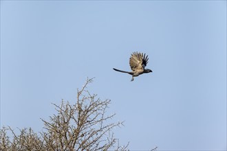 Grey-winged Warbler (Corythaixoides concolor) in flight, against a blue sky, Khama Rhino Sanctuary,